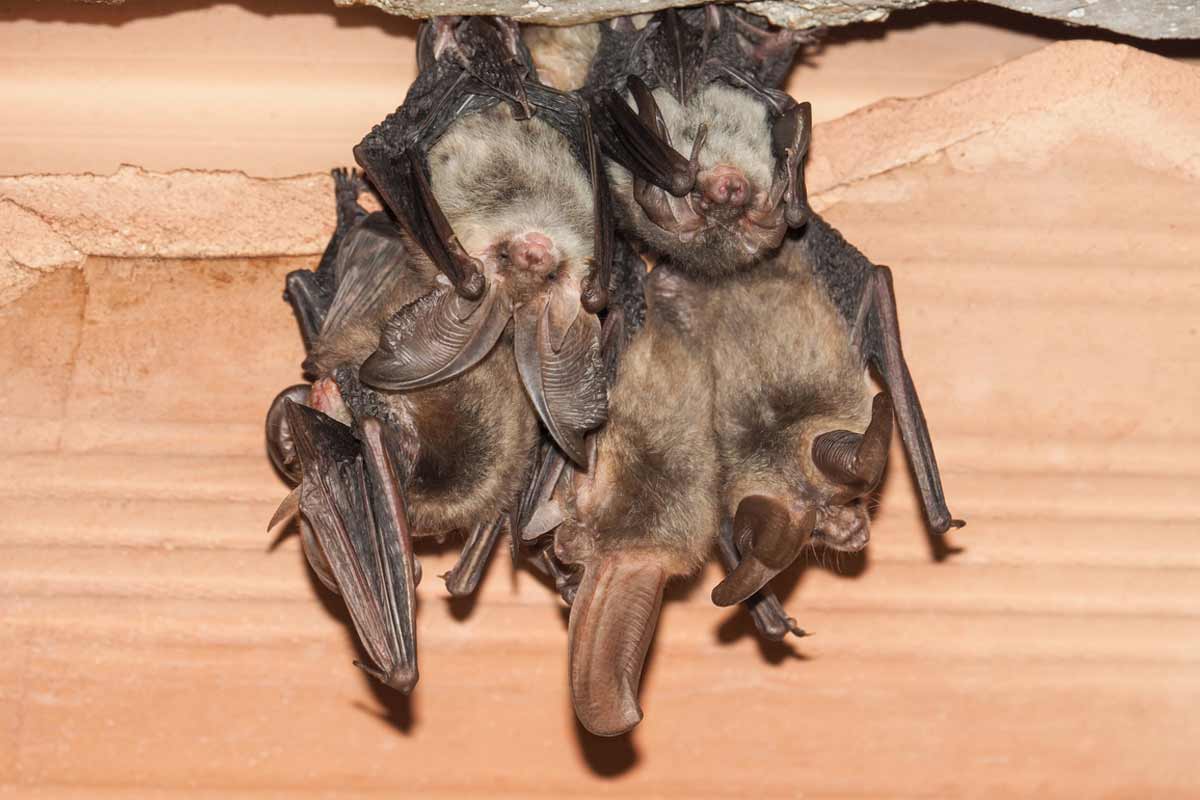 cluster of bats in attic