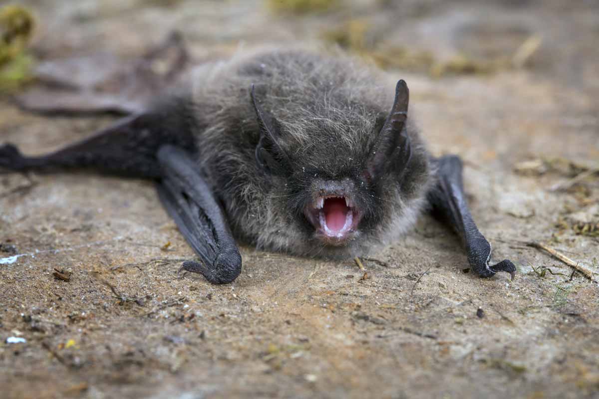 bat on a rock