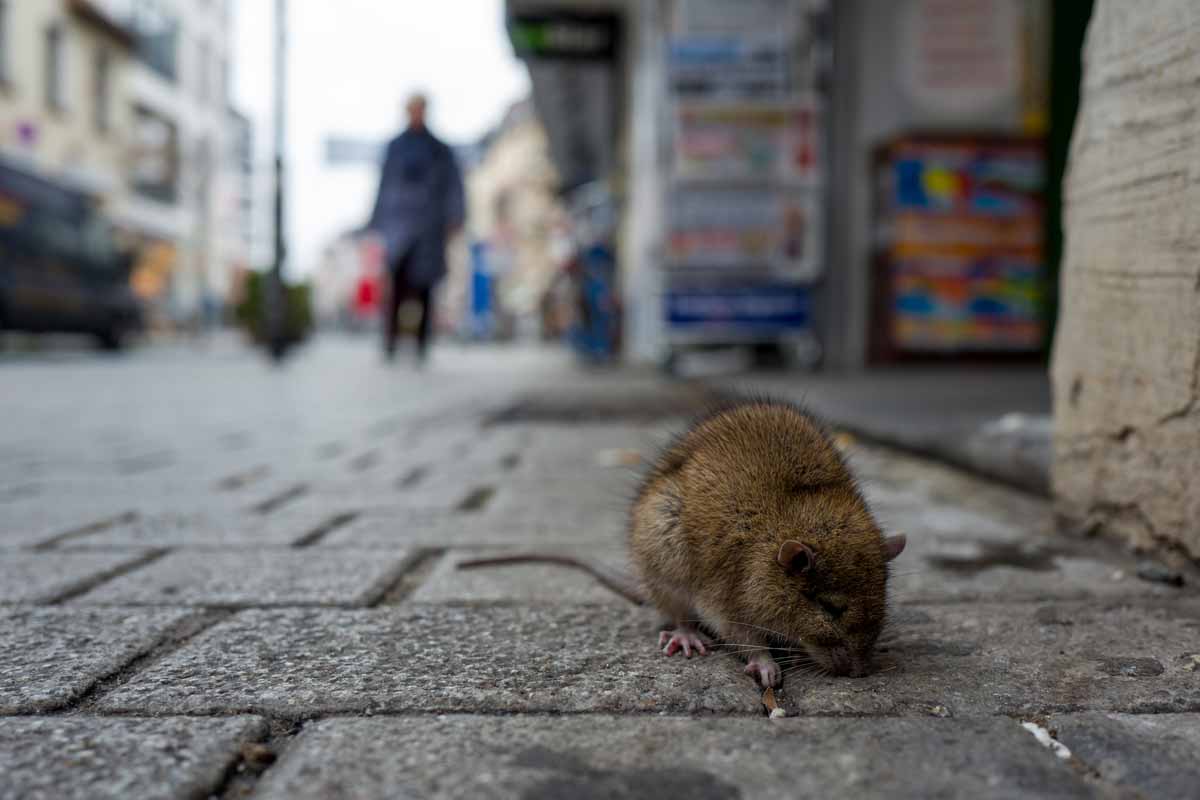 rat on the street