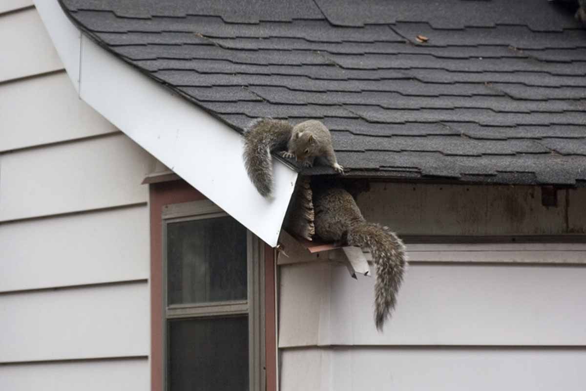 squirrels in the gutters