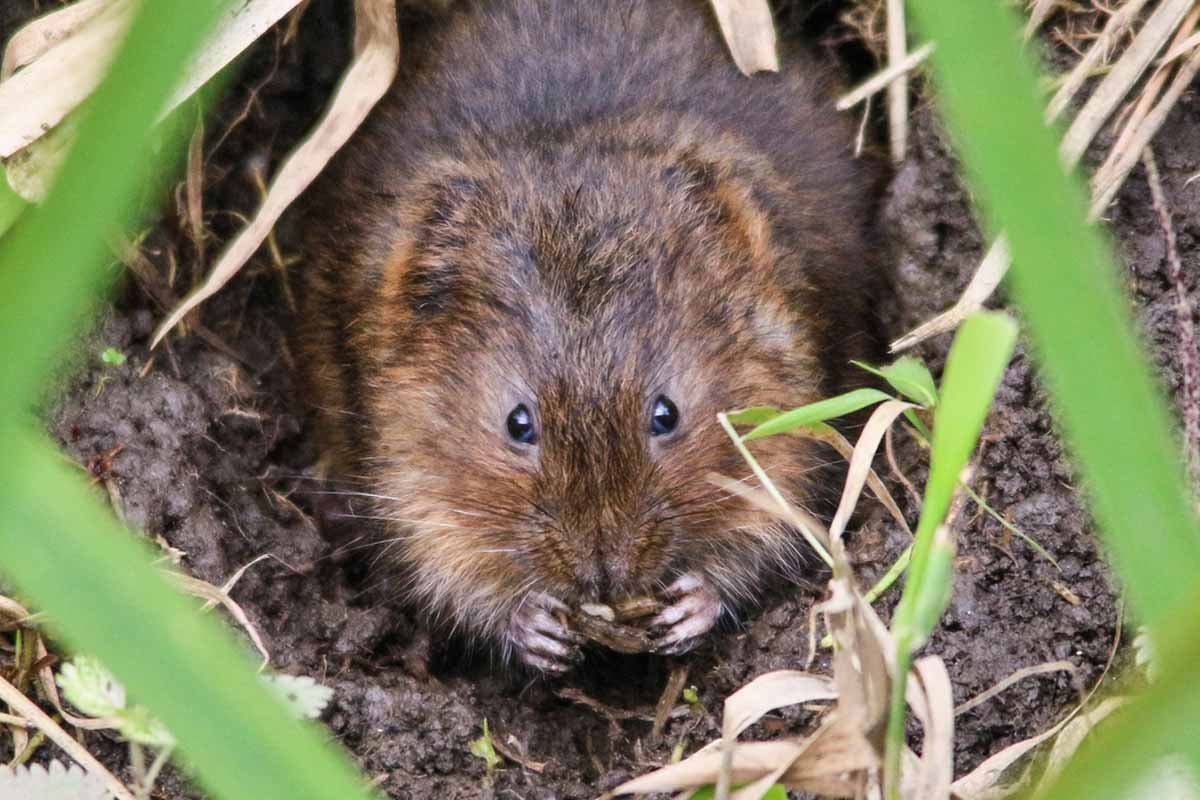 Moles Vs. Voles | WildlifeRemoval.com