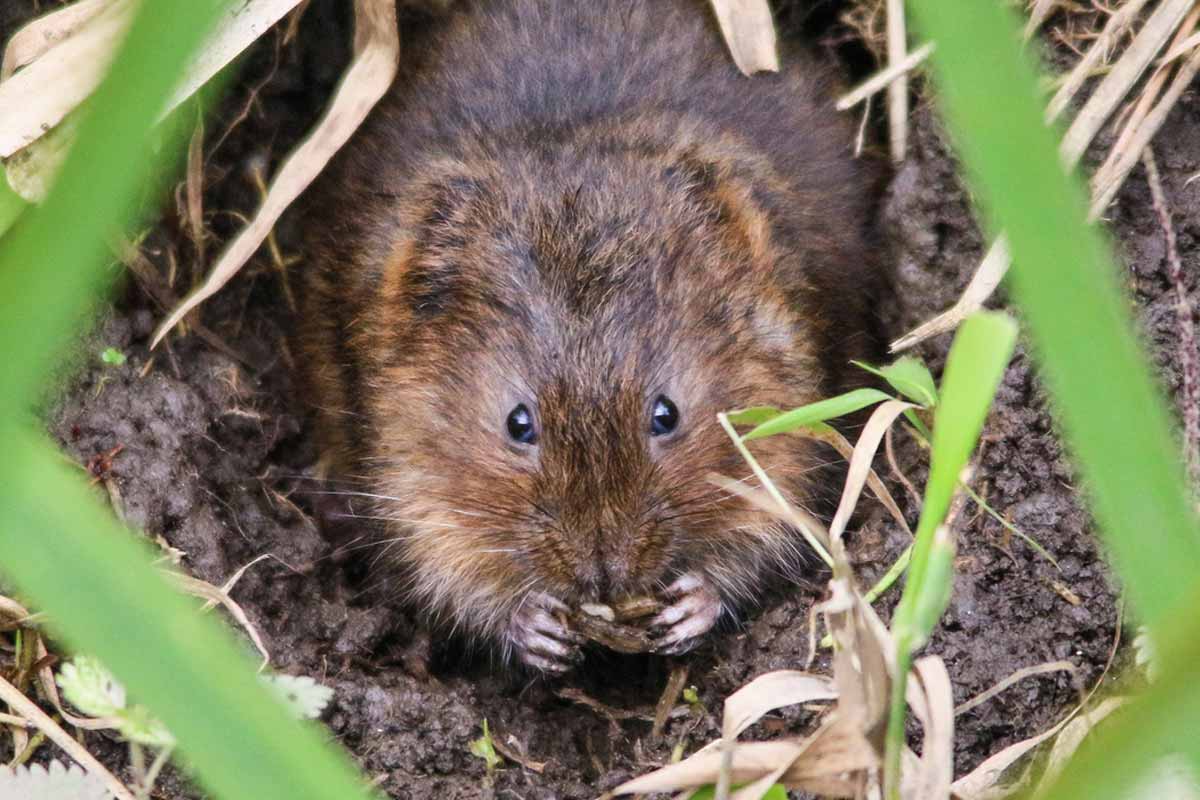 Moles Vs Voles