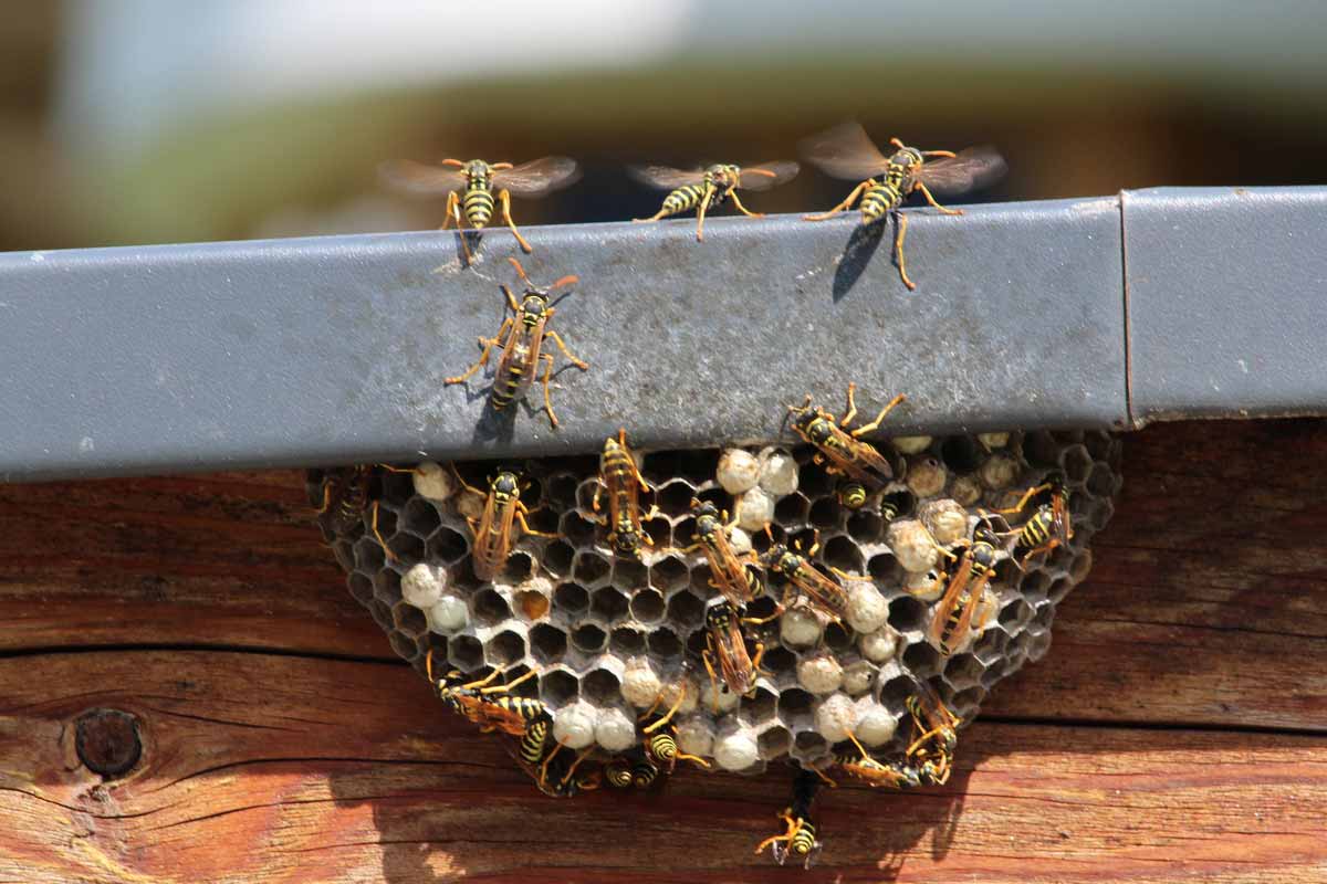 wasps around their nest