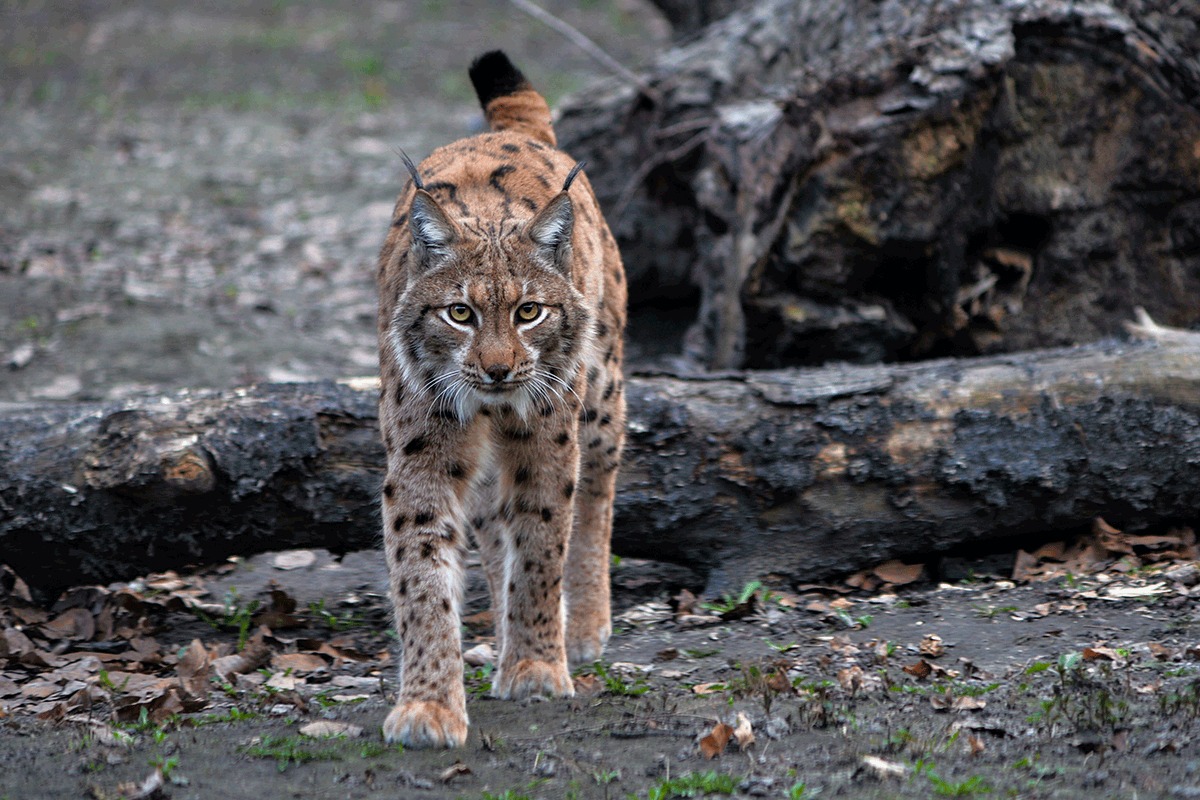 bobcat