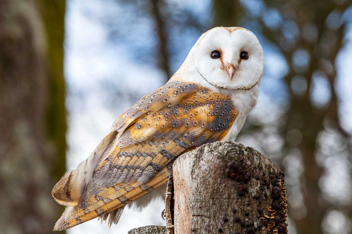 barn owl