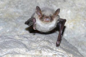 bat on a rock