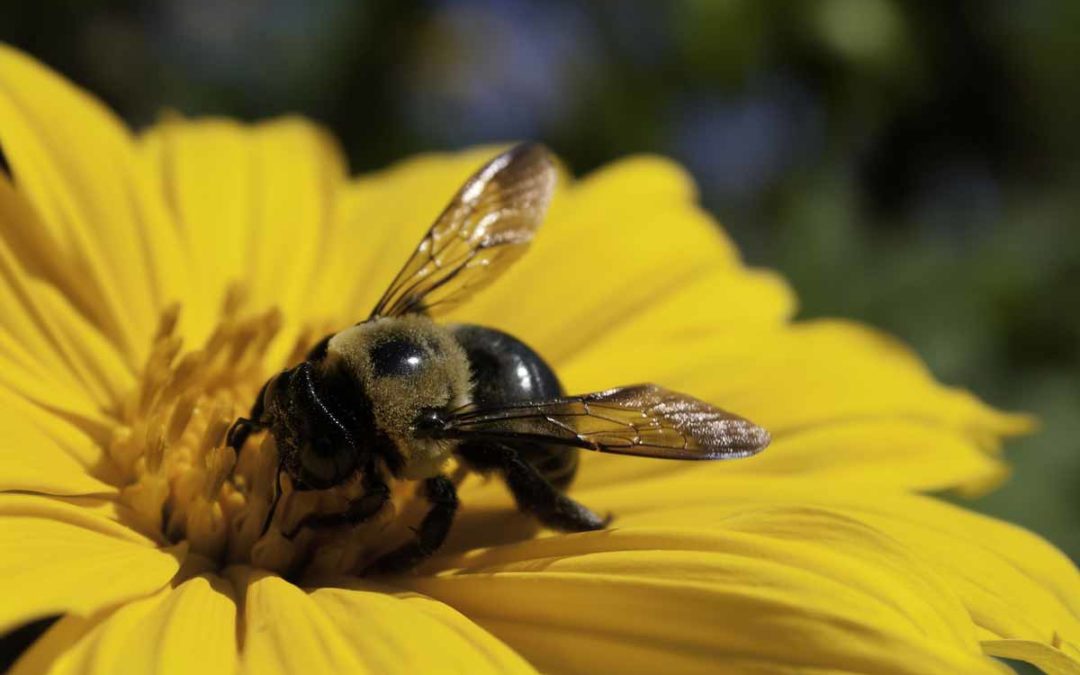 Declining Bee Population