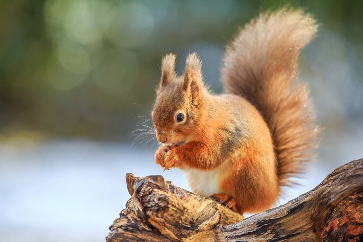 https://www.wildliferemoval.com/wp-content/uploads/2019/03/Red-Squirrel.jpg