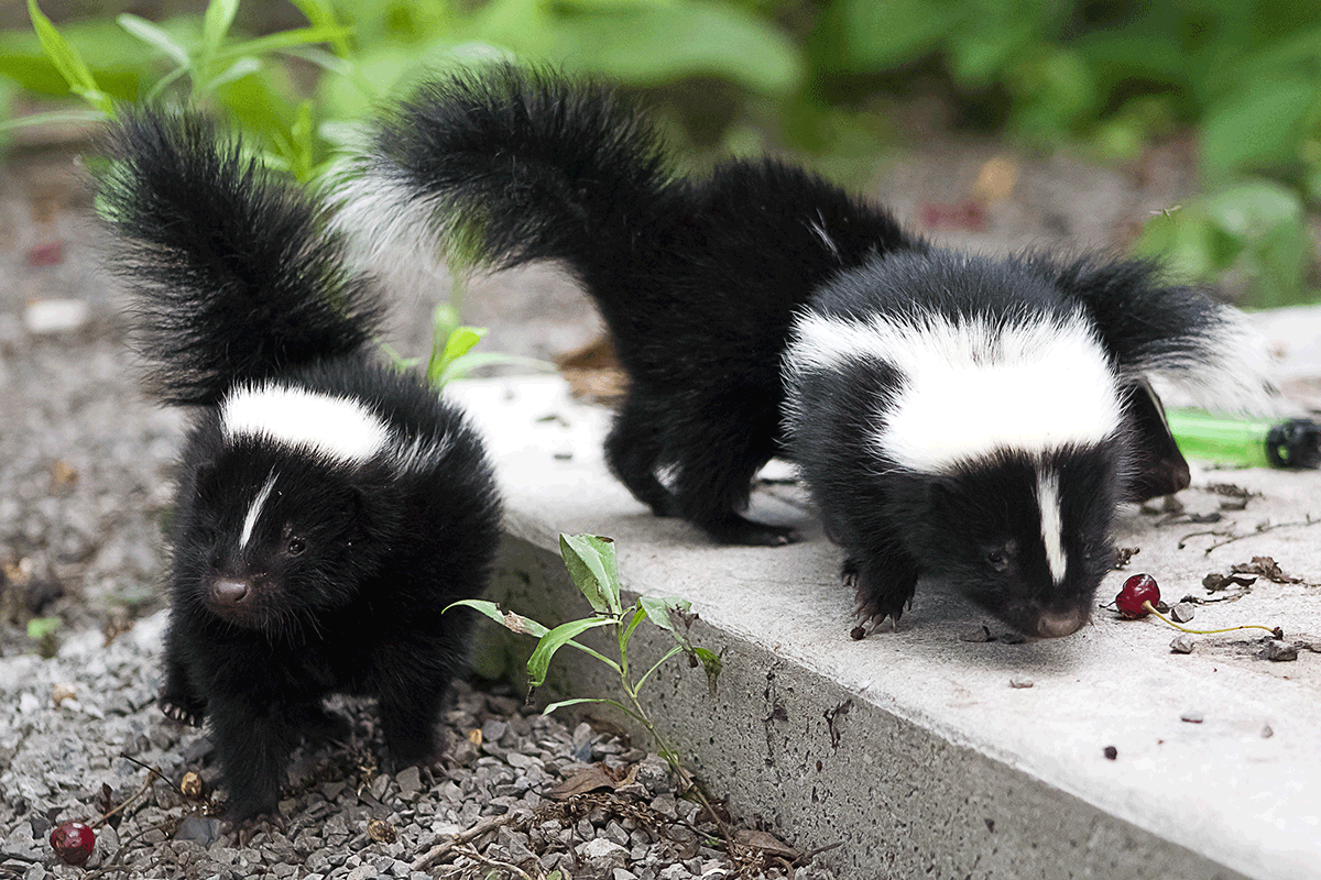 are skunks attracted to dog poop