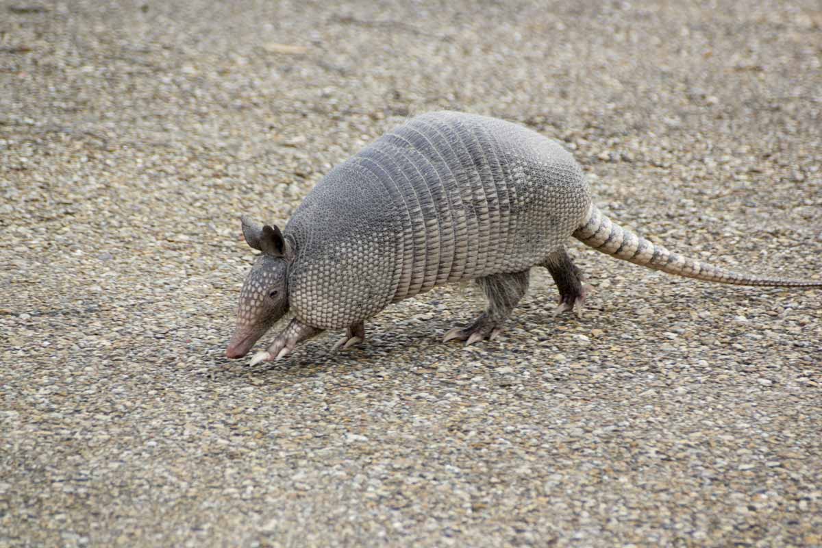 nine-banded armadillo identification