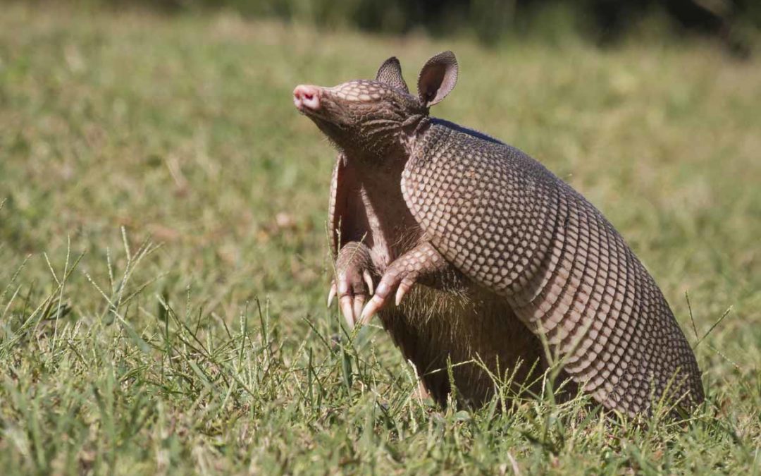 How To Get Rid Of Armadillos