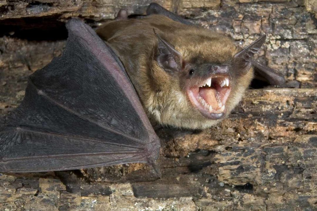How to Get Rid of Bats - WildlifeRemoval.com