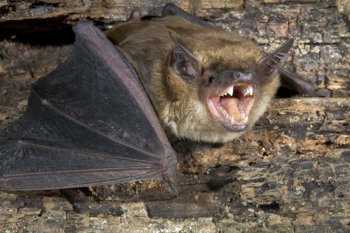 bat baring teeth