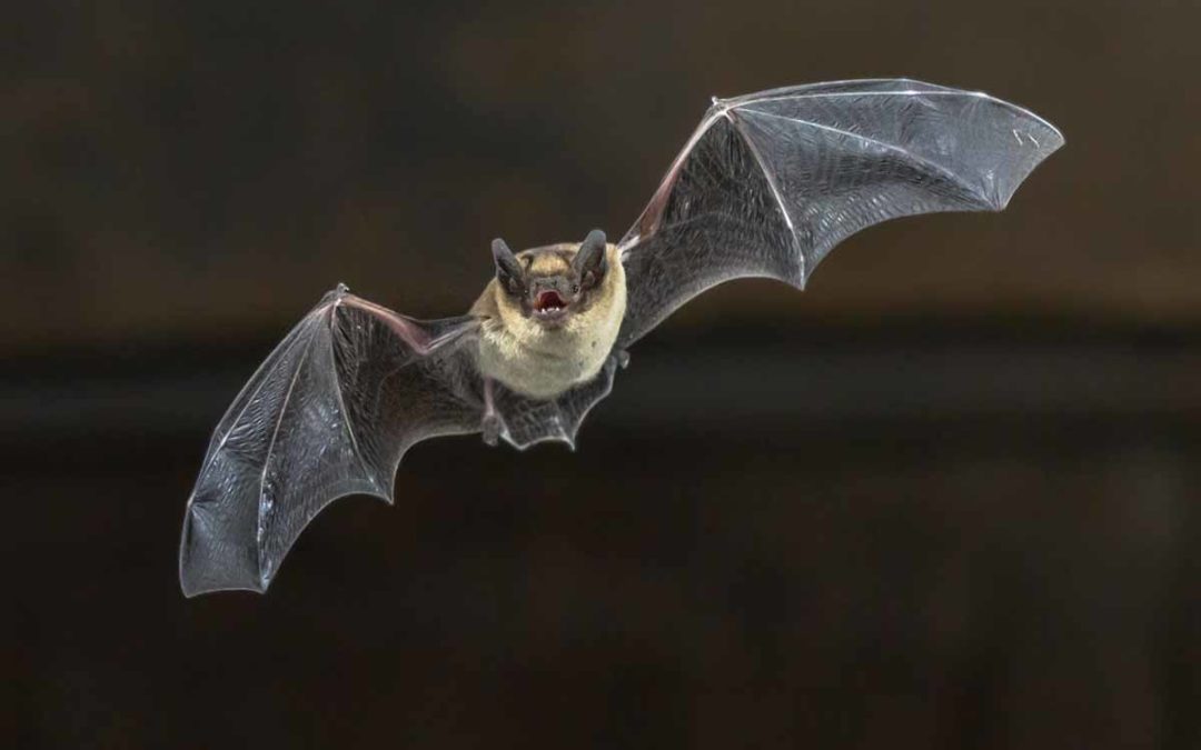 Bat Facts – Everything You Need to Know