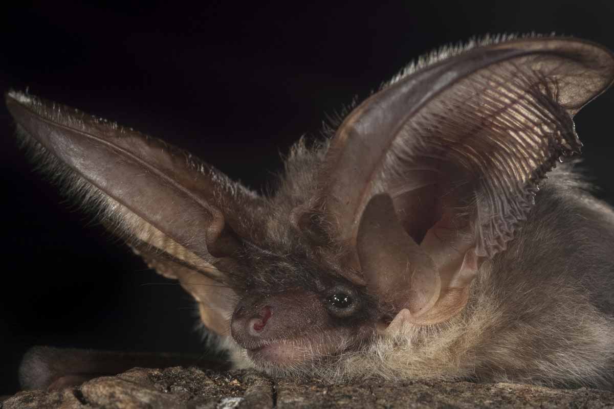 bat with large ears 