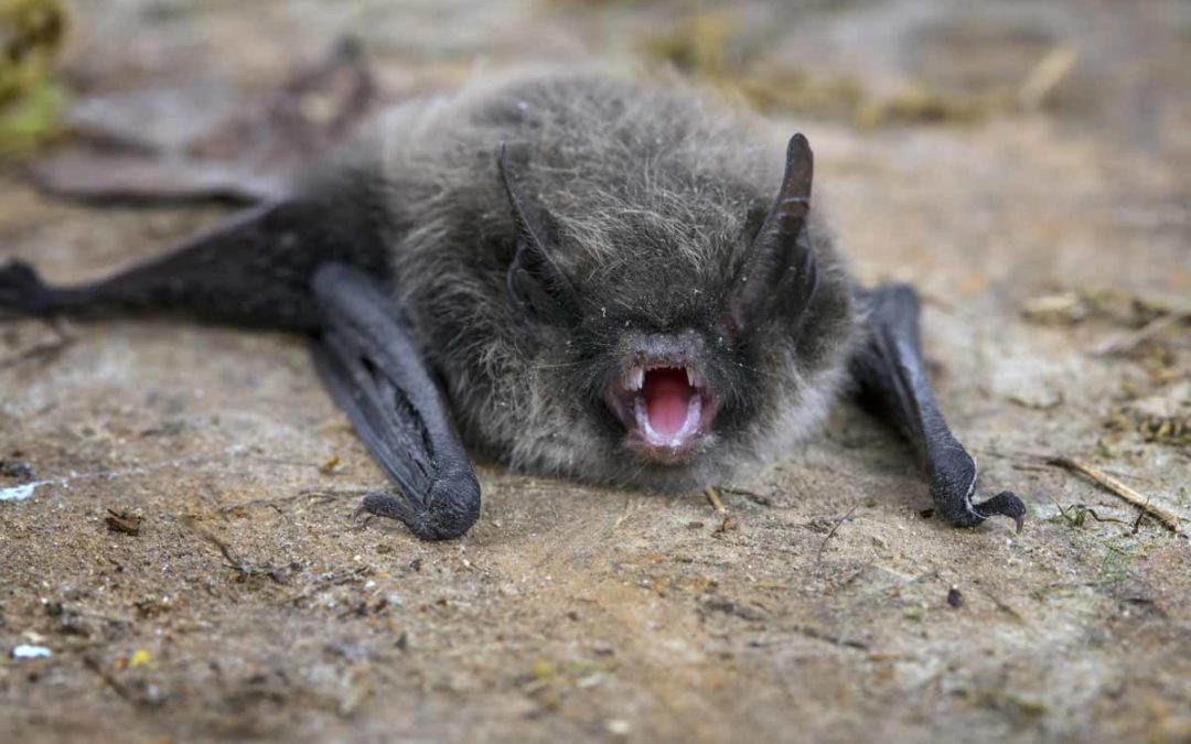 Best Bat Poisons