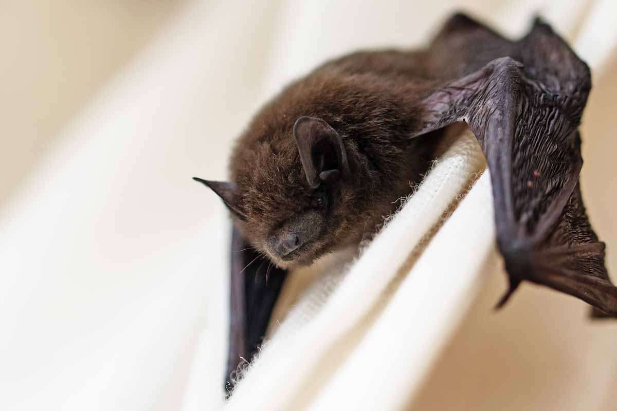 bat in the house