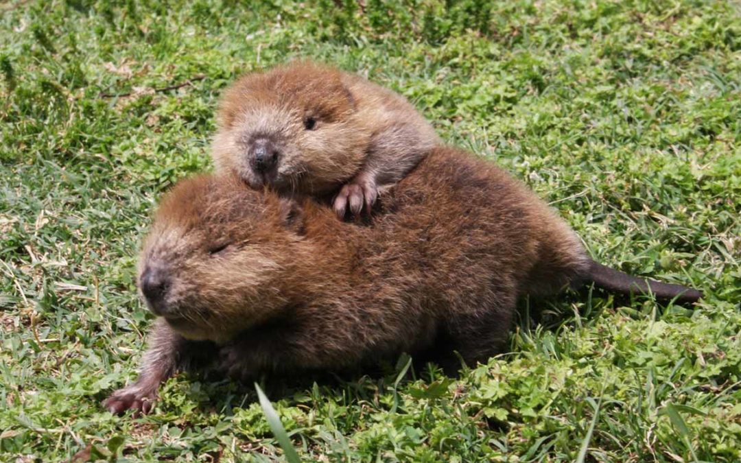 How to Get Rid of Beavers