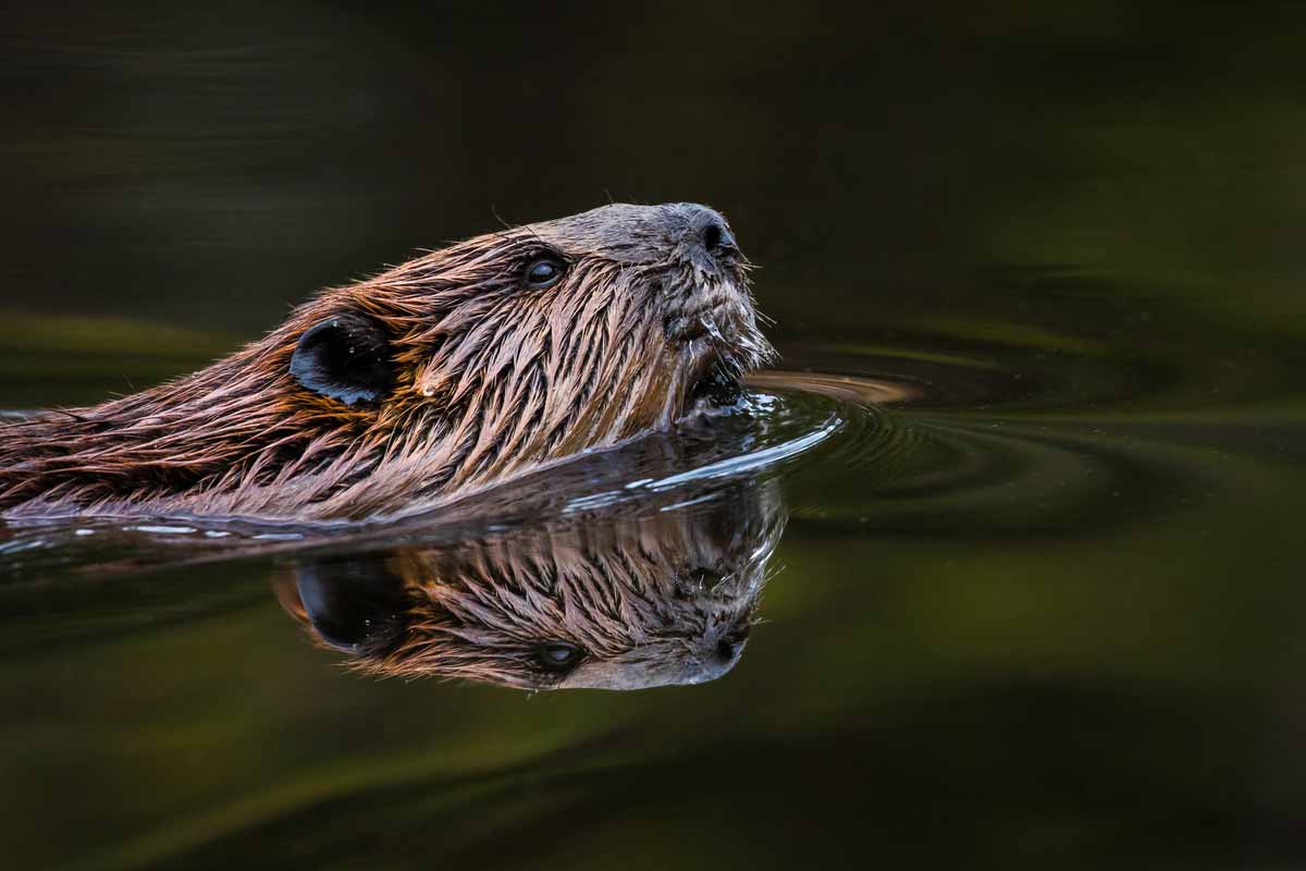 How to Get Rid of Beavers | WildlifeRemoval.com