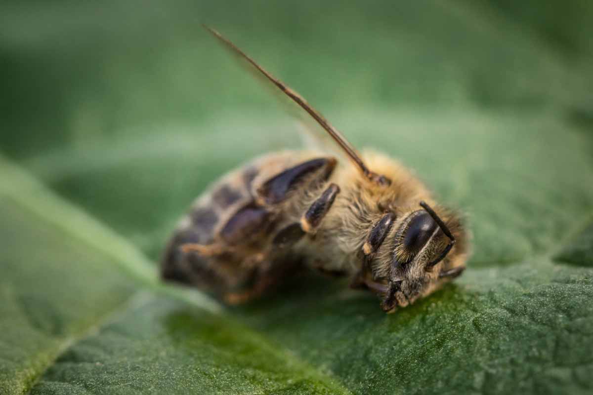 dead bee on a leaf