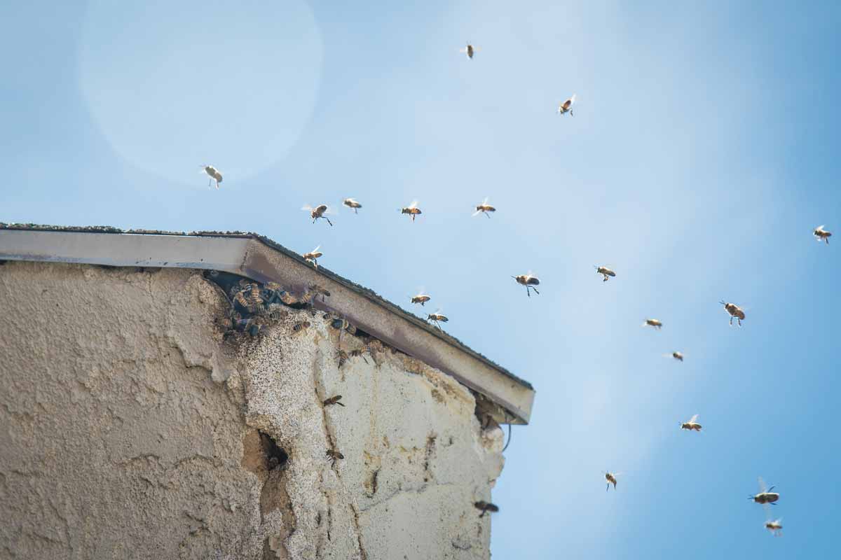 bees flying around entry to house
