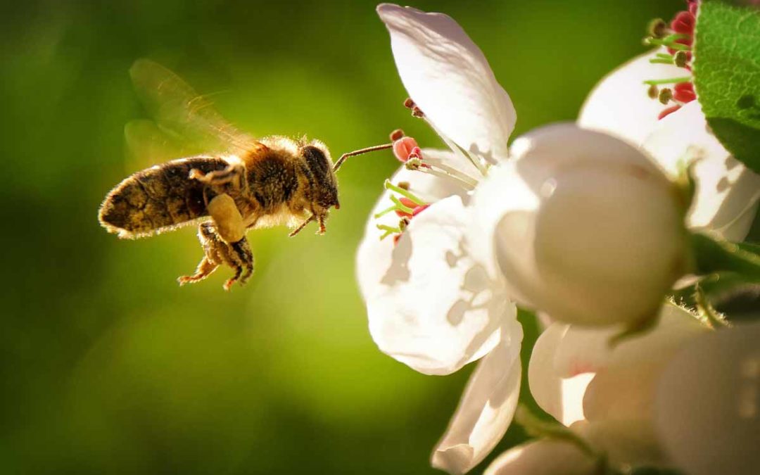 How to Get Rid of Bees