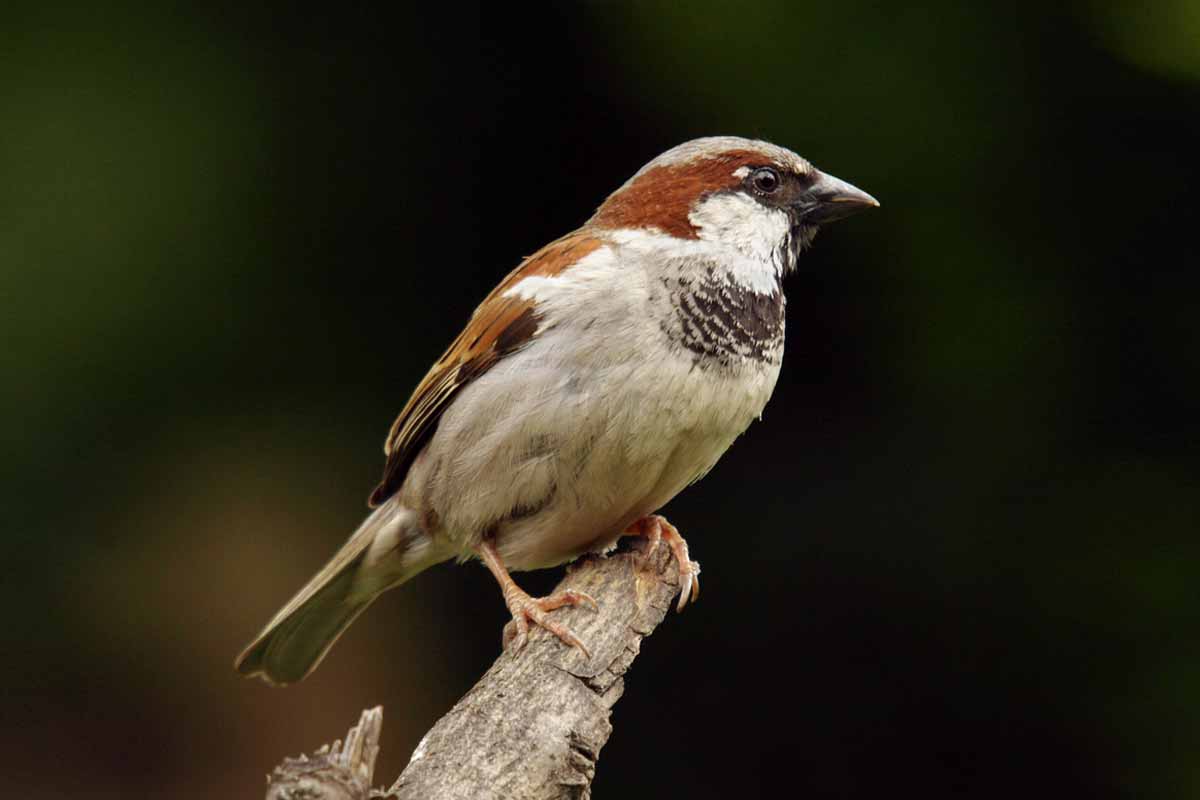 sparrow