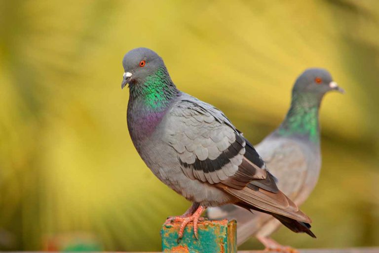 Best Pigeon Deterrent