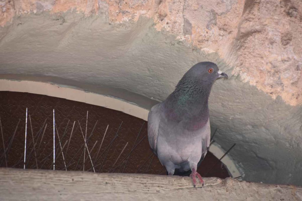 Best Pigeon Repellent