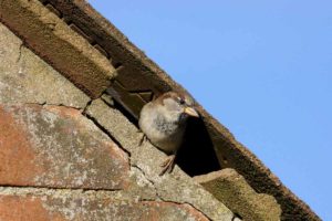 bird sitting in a hole in the roof