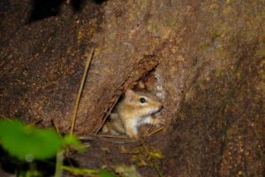 chipmunk coming out of a tree