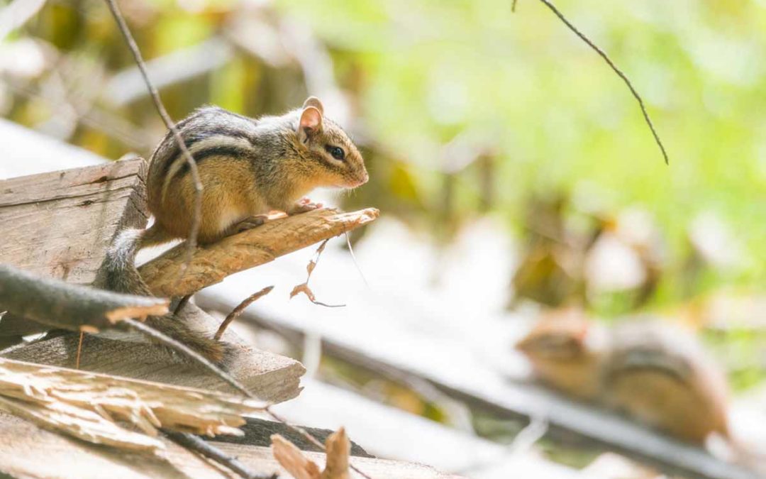 Best Chipmunk Poison