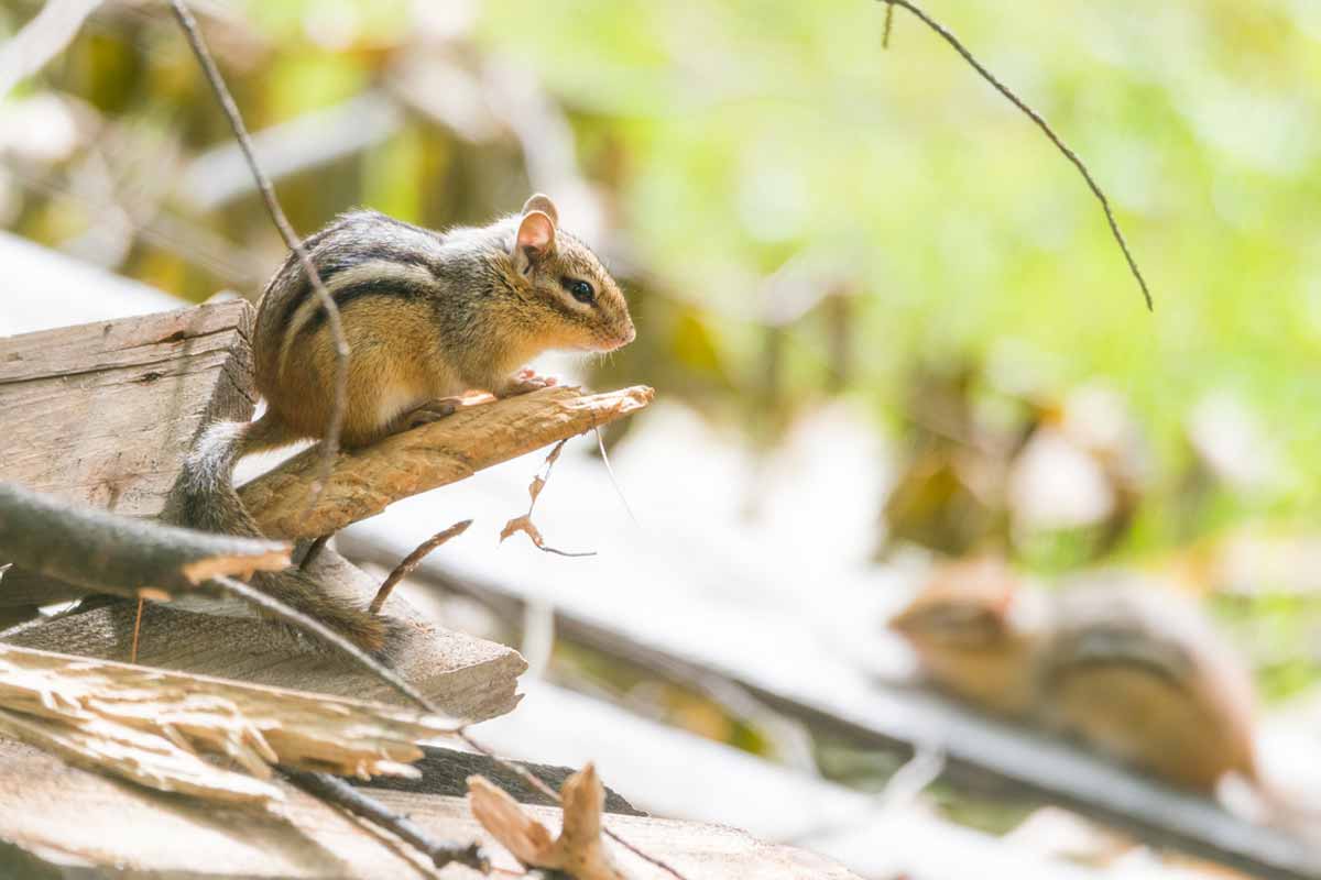 How to Get Rid of Chipmunks Using Traps or Repellants