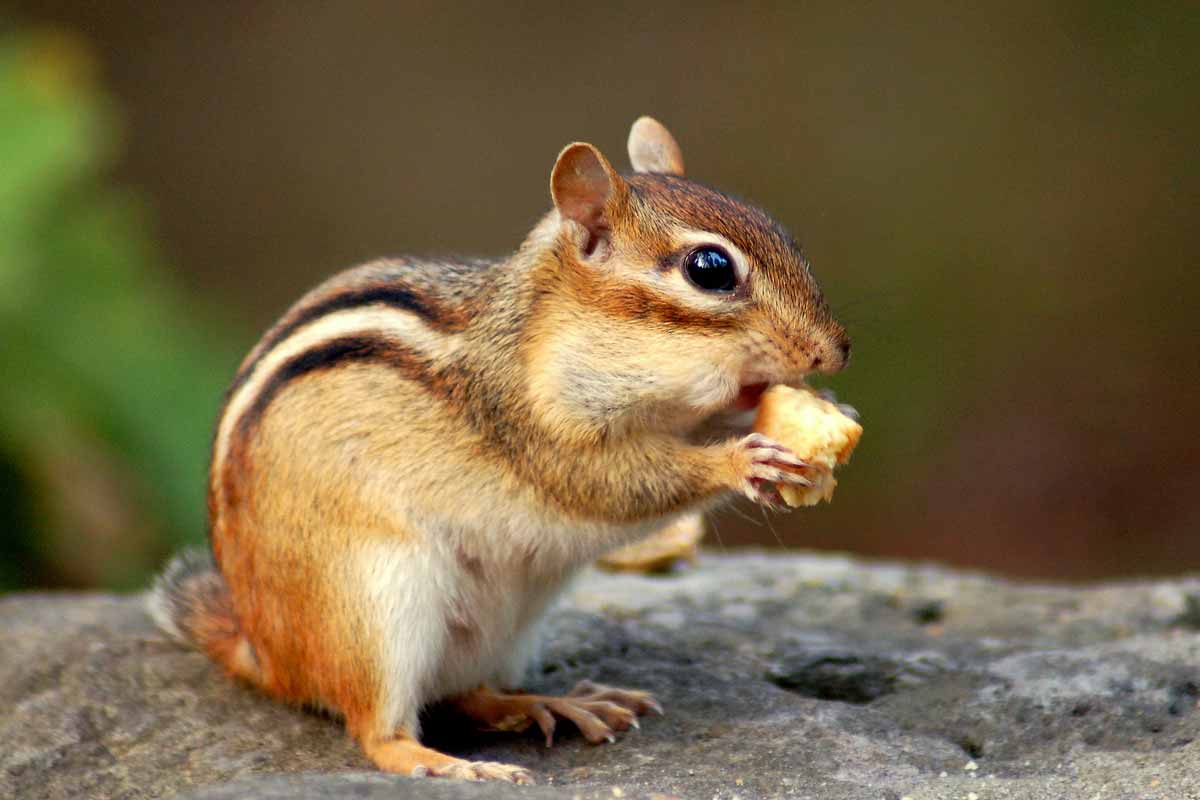 chipmunk eating