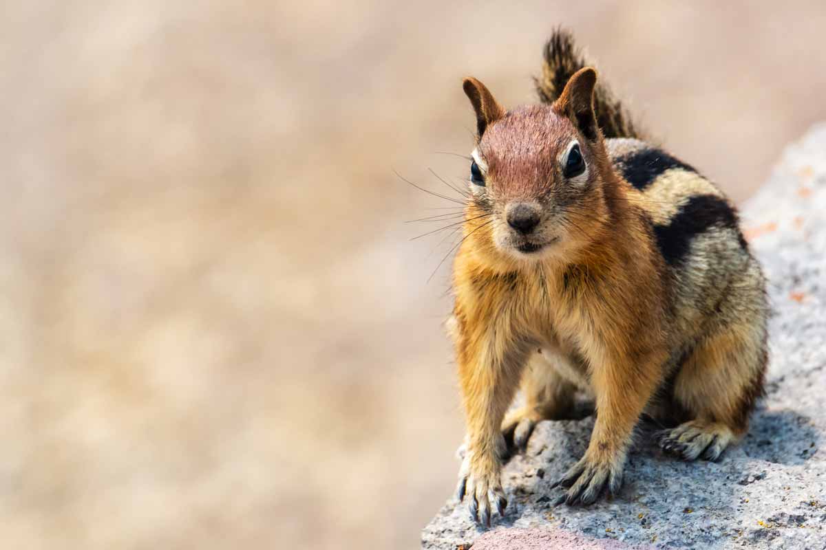 chipmunk on a log