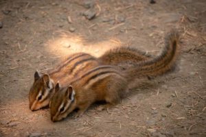 https://www.wildliferemoval.com/wp-content/uploads/2019/03/chipmunks7-300x200.jpg