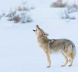 coyote howl sounds