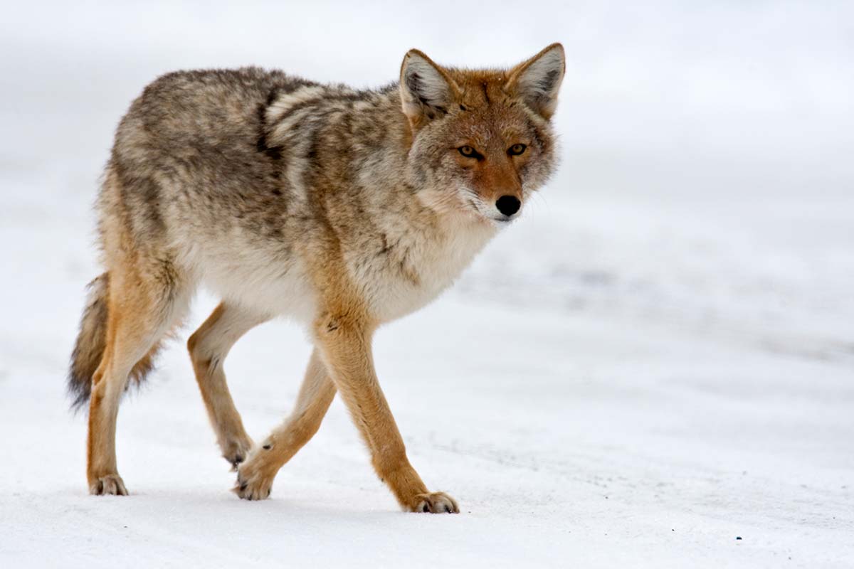 identifying coyotes