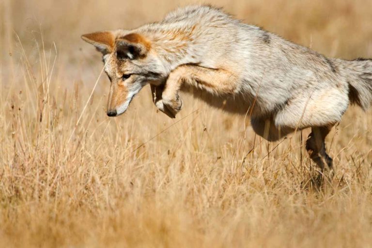 How to Get Rid of Coyotes