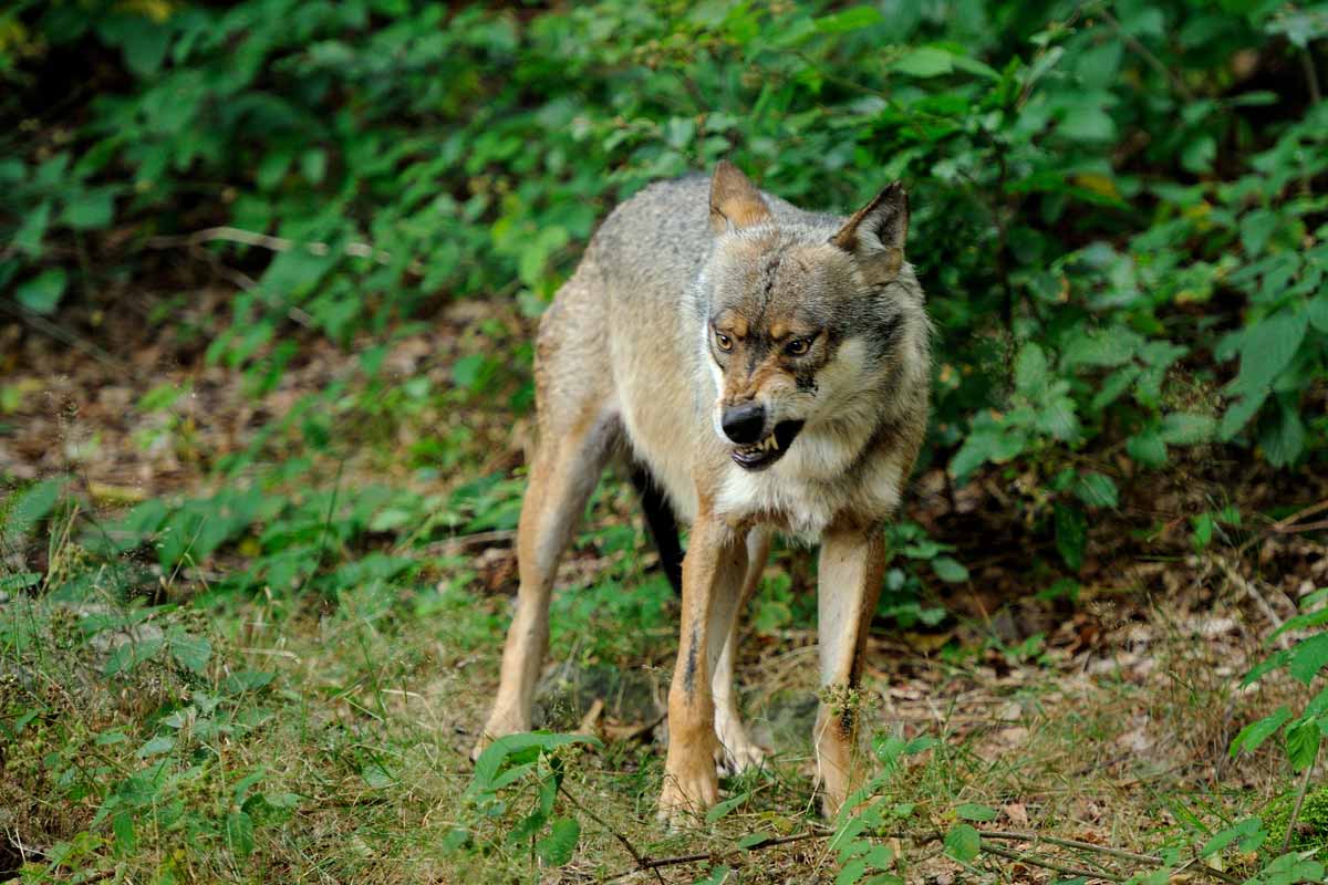 coyote snarling