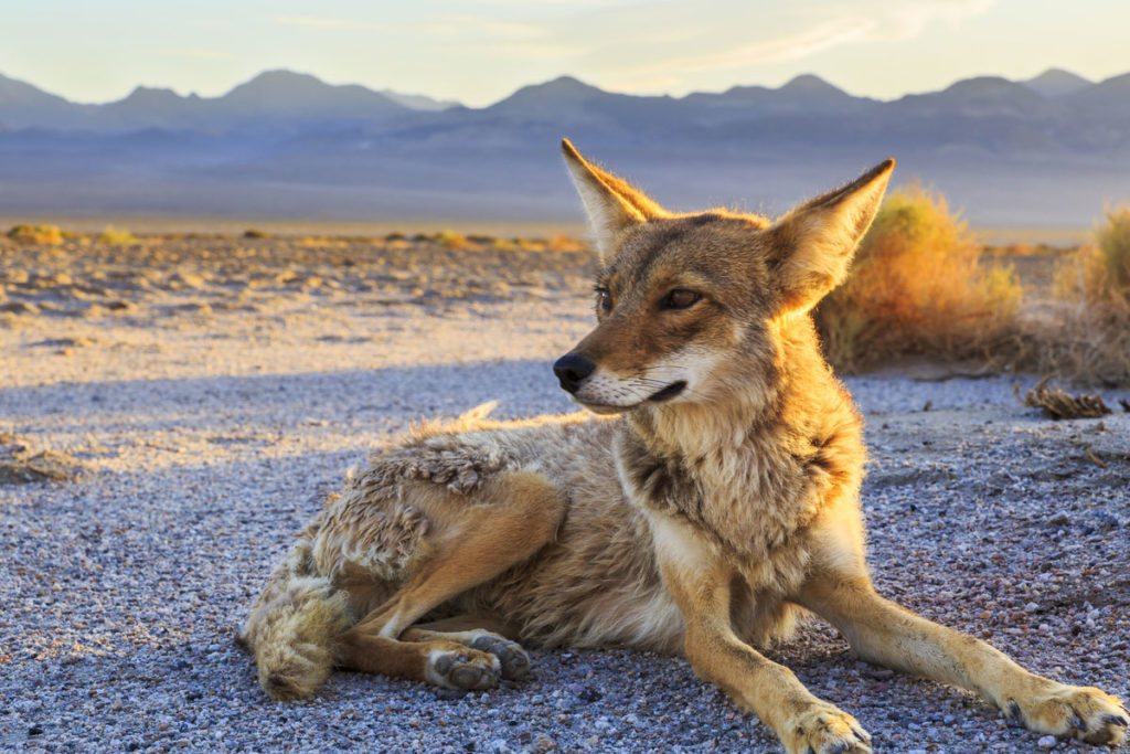 coyotes wildliferemoval