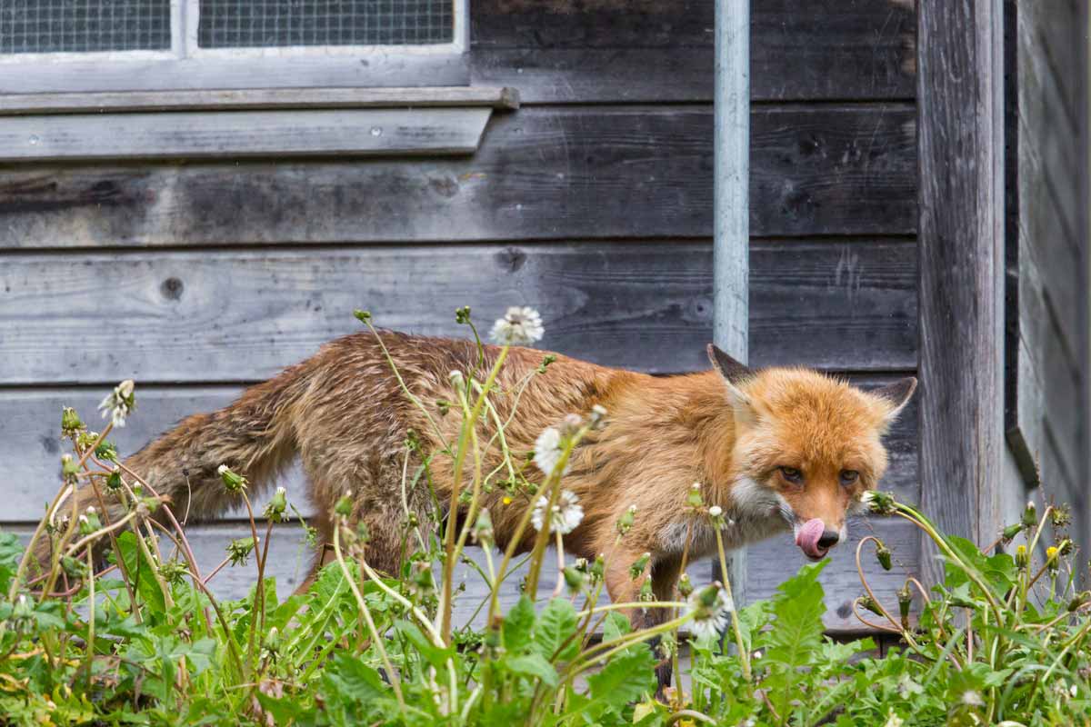 fox stalking around the outside of a house