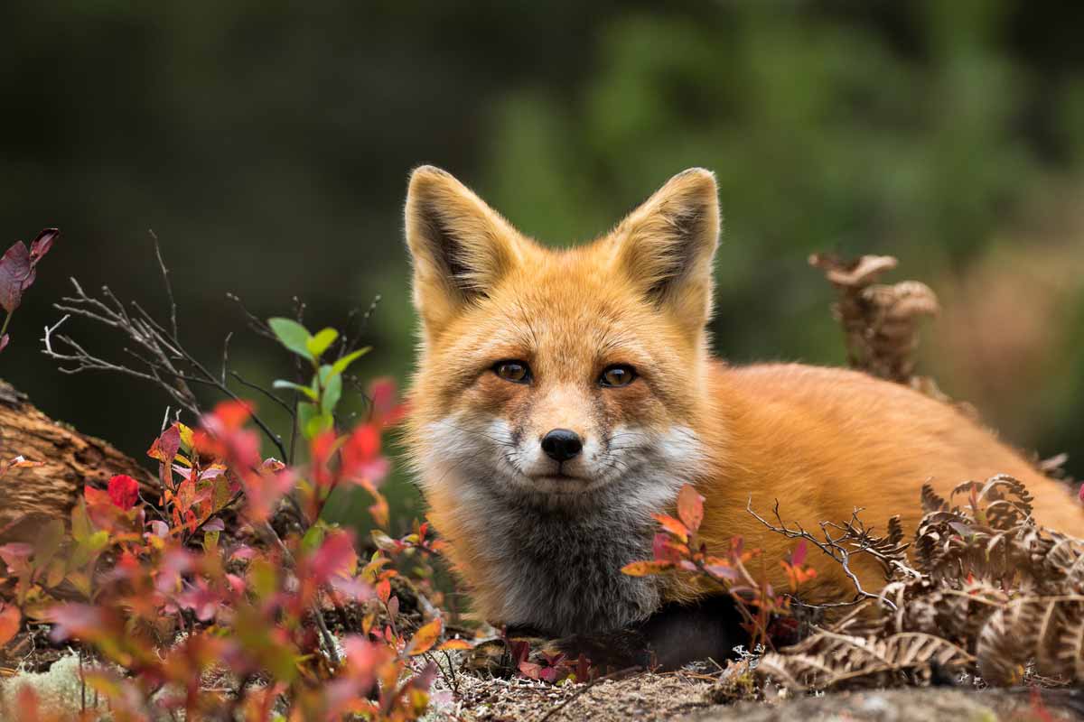 How To Get Rid Of Foxes Wildliferemoval Com