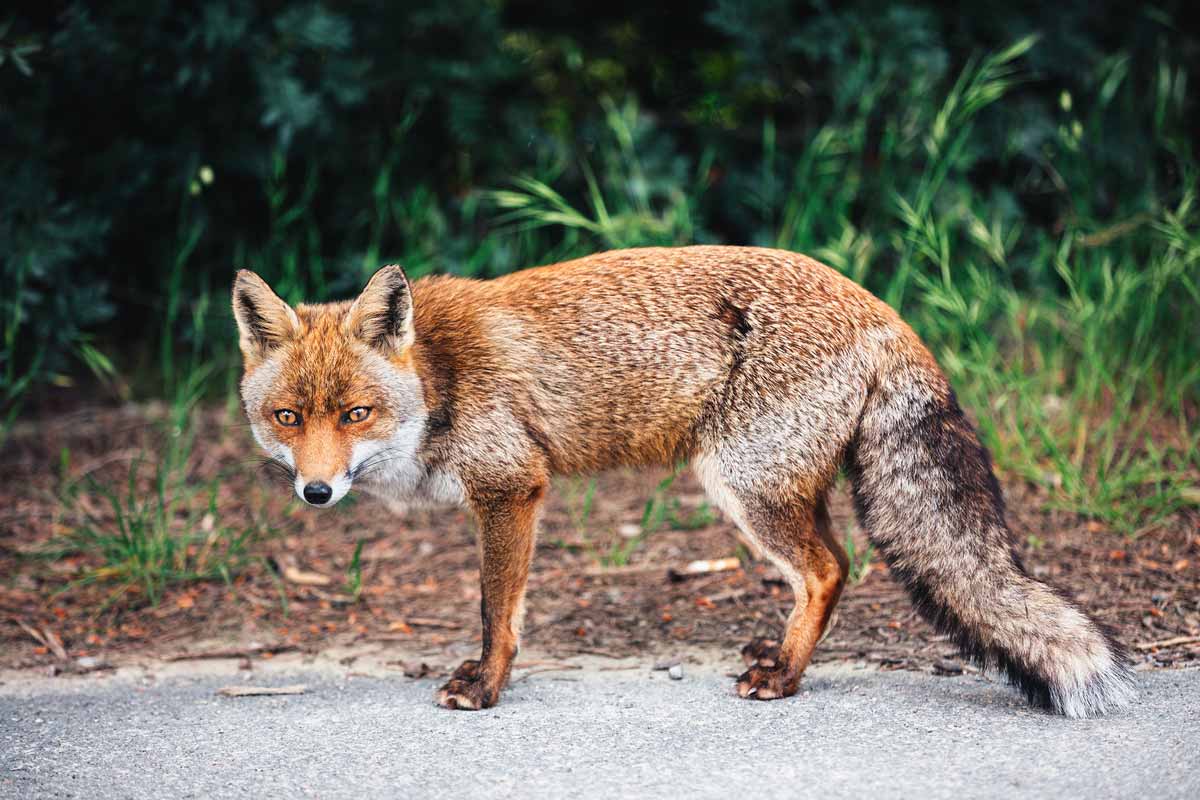 fox on the road