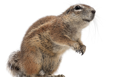 How To Get Rid Of Gophers Wildliferemoval Com