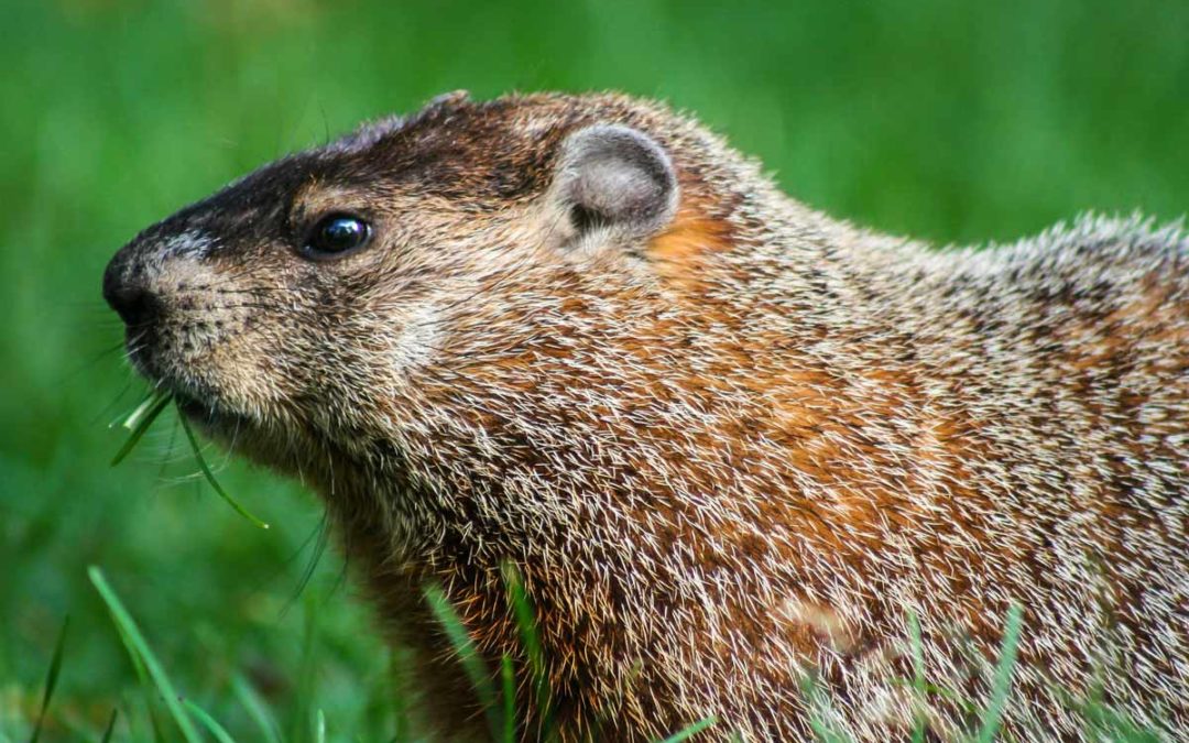 Best Groundhog Poison