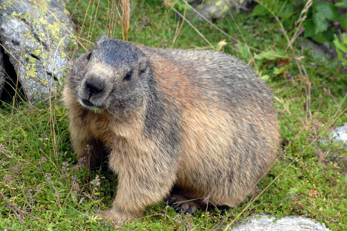 What is the difference between a gopher and a groundhog How To Get Rid Of Groundhogs Wildliferemoval Com