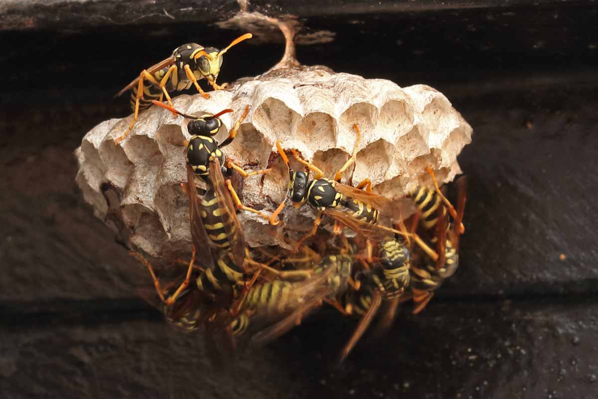 hornets around a hive