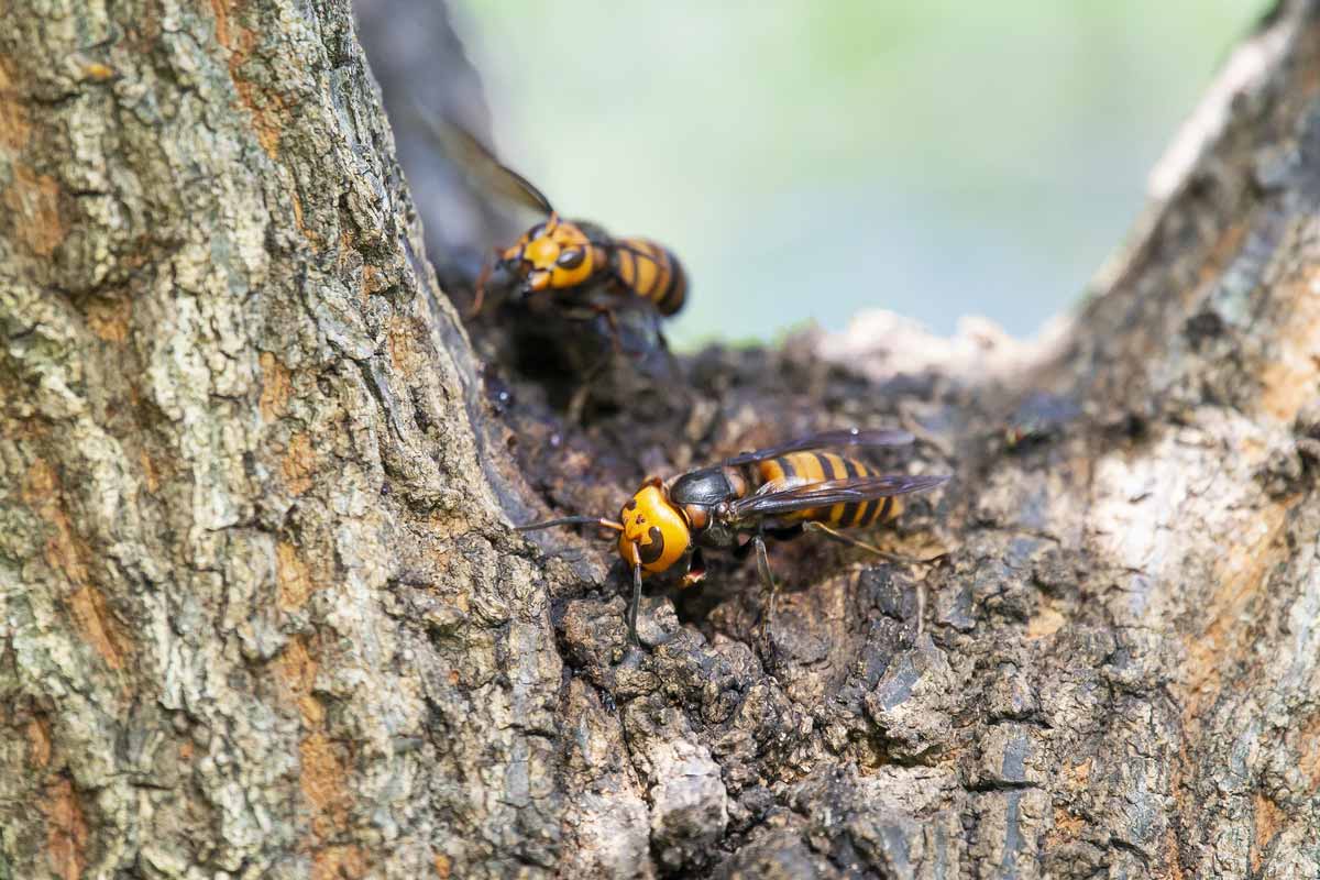 hornets on tree bark
