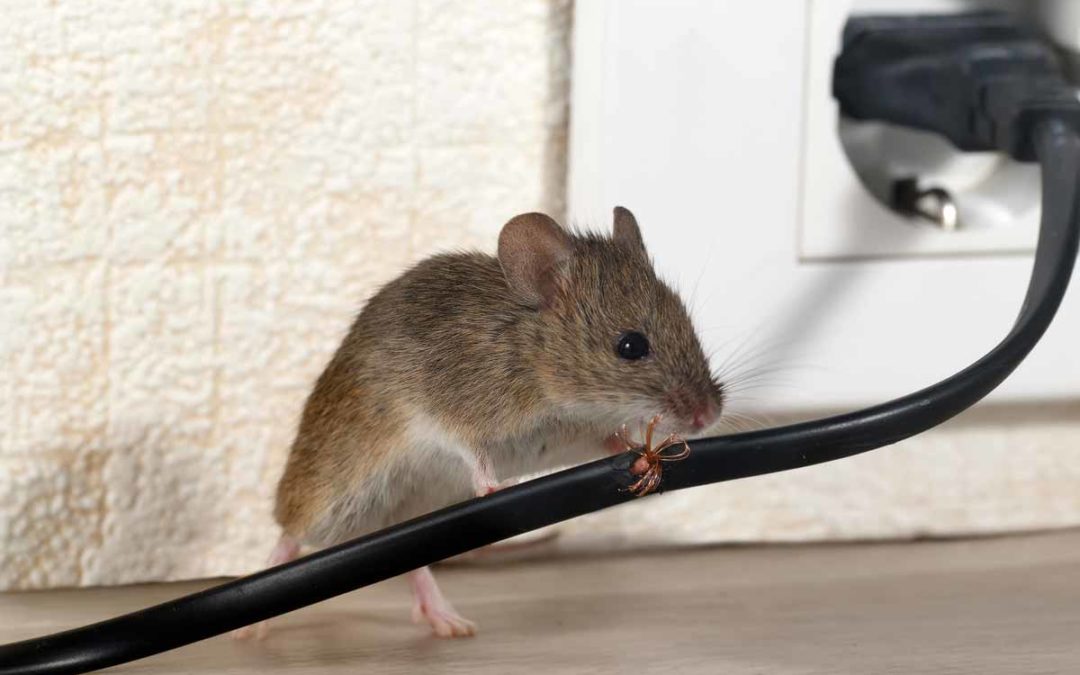 Best Mouse Trap